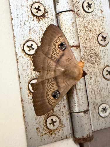 Southern Moon Moth