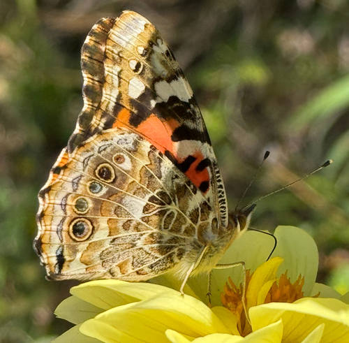 Painted Lady