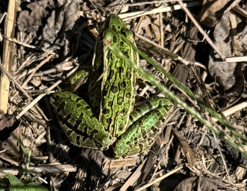 Northern Leopard Frog