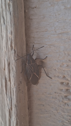 Western Boxelder Bug