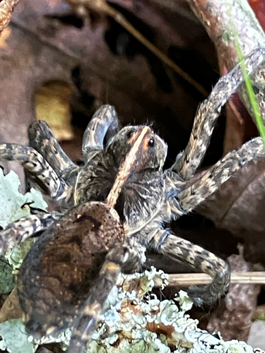 Georgia Wolf Spider