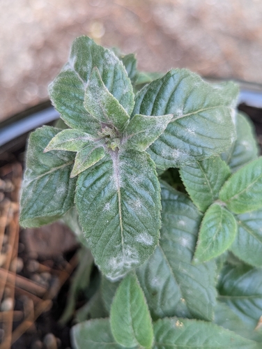 Golovinomyces monardae