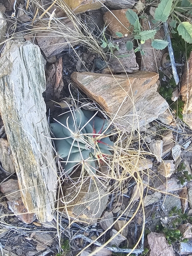 Chihuahuan fishhook cactus