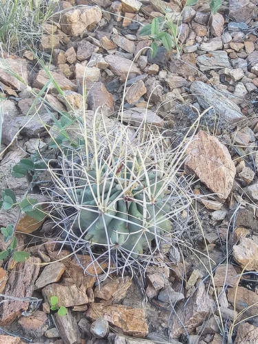 Chihuahuan fishhook cactus