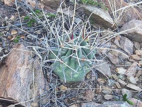 Chihuahuan fishhook cactus