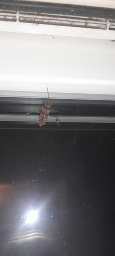 Western Conifer Seed Bug