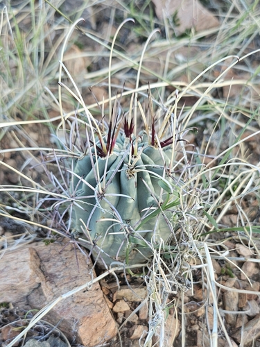 Chihuahuan fishhook cactus