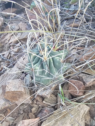 Chihuahuan fishhook cactus