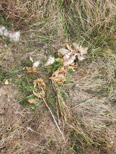 showy milkweed