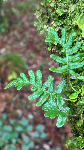polypody ferns