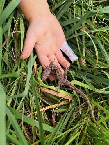 Sand Lizard