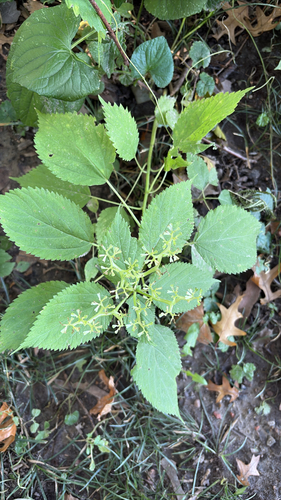 wood nettle