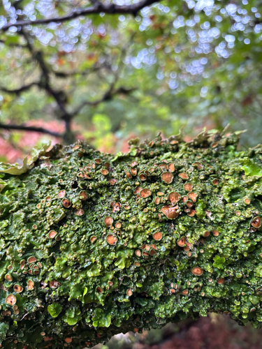 Ricasolia virens