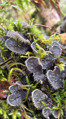 membranous pelt lichen