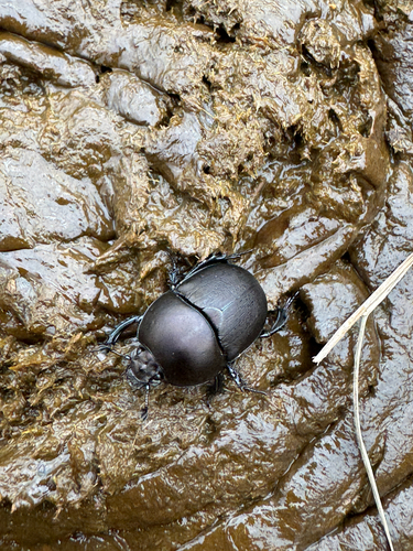 Opaque Earth-boring Beetle
