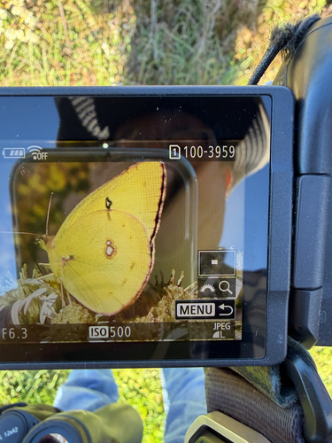 Clouded Sulphur