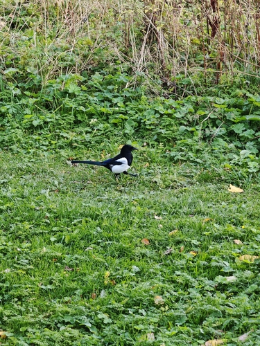 Eurasian Magpie