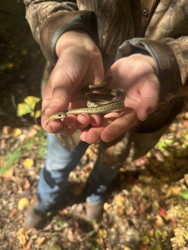 Common Garter Snake