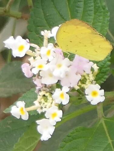 African Angled Grass Yellow