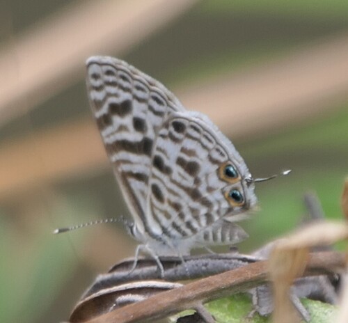 Common Zebra Blue Complex