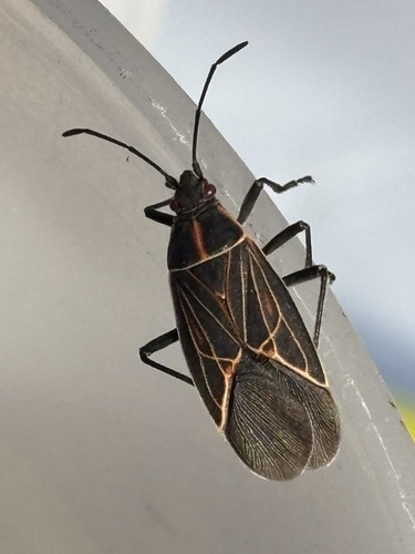 Western Boxelder Bug