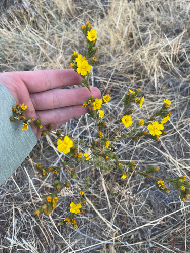 mojave tarplant