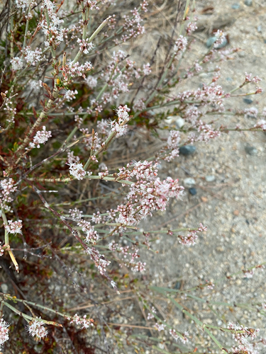 Wright's buckwheat