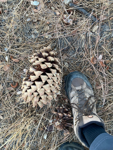 Coulter pine
