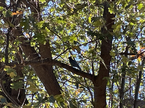 Steller's Jay
