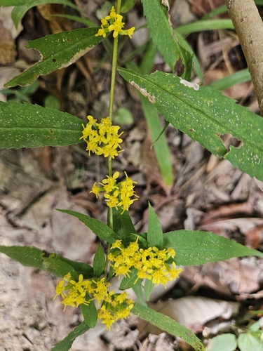 bluestem goldenrod
