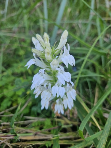 great blue lobelia
