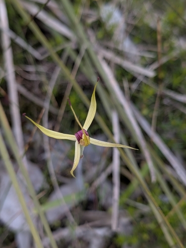 Narrow-lipped spider-orchid