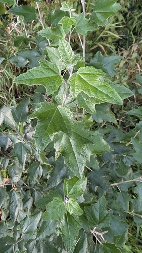 white poplar