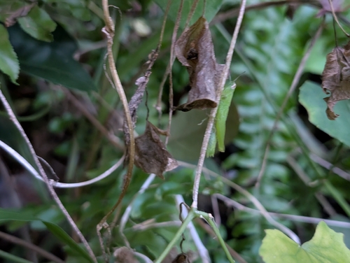 Short-winged Rice Grasshopper