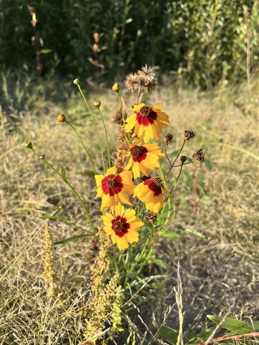 plains coreopsis