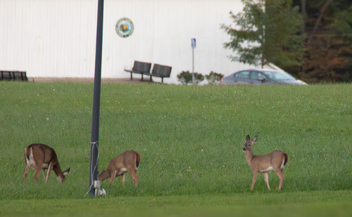 White-tailed Deer