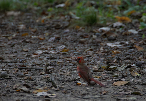 Northern Cardinal