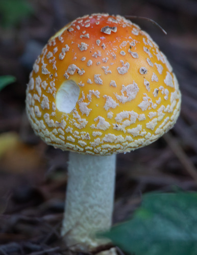 American Yellow Fly Agaric