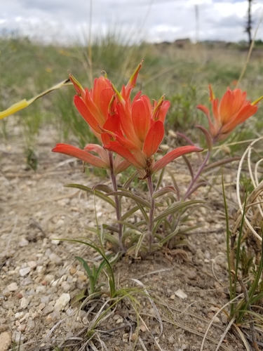 Wholeleaf Paintbrush