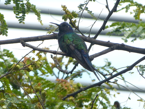 Swallow-tailed Hummingbird