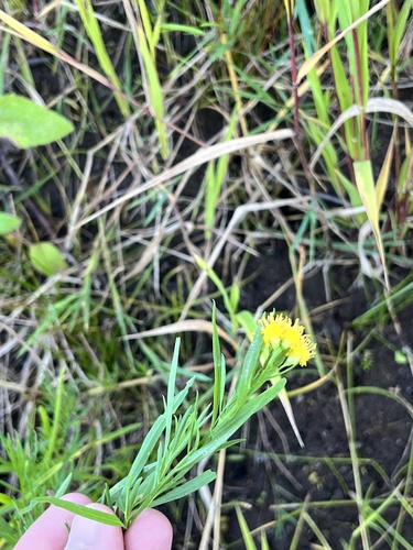 western goldenrod