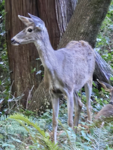 Mule Deer