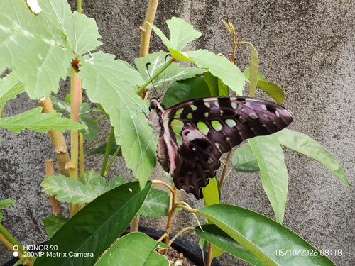 Tailed Jay