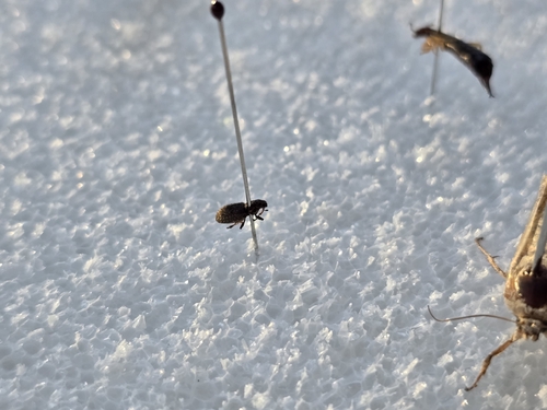Clover Weevil