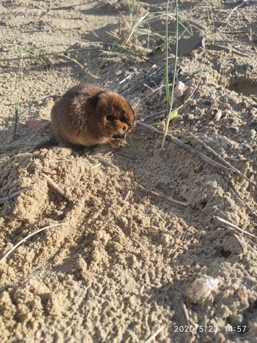 Ctenomys minutus · iNaturalist Mexico
