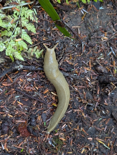 Pacific Banana Slug