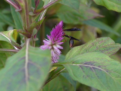 Zeta argillaceum
