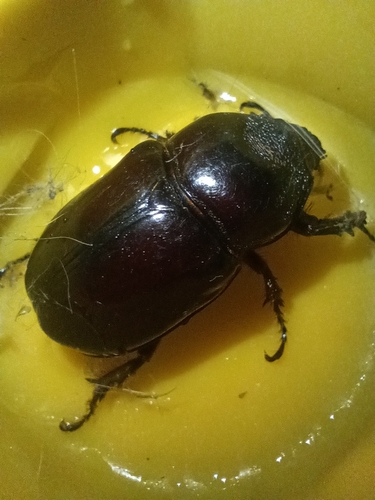 Strategus oblongus