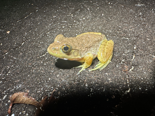 American Bullfrog