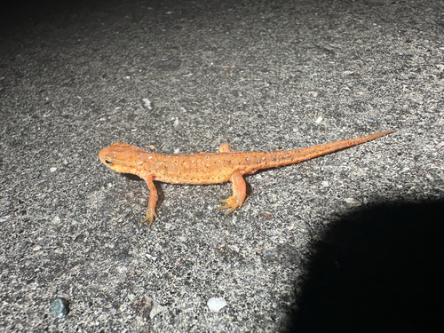 Central Newt